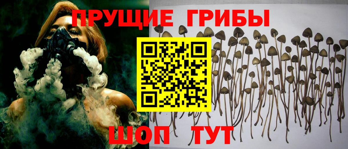 Красноперекопск  Псилоцибиновые грибы Psilocybine cubensis  Вход с VPN 